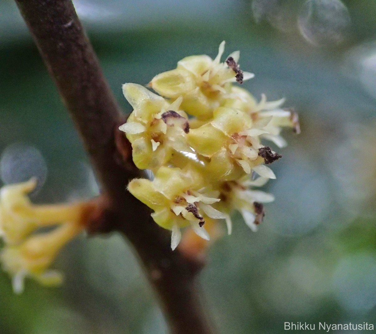 Actinodaphne stenophylla Thwaites